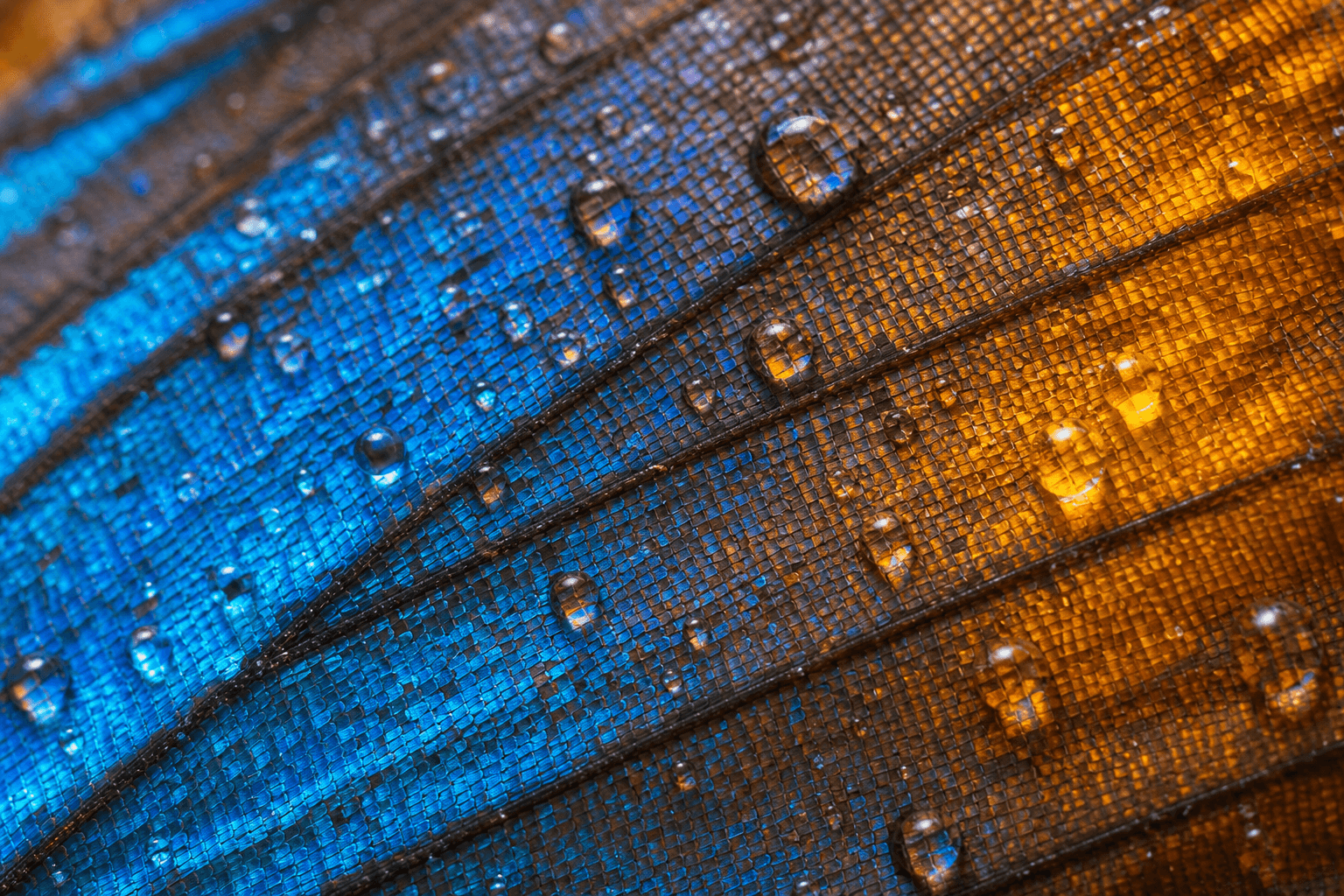 Macro butterfly wing with dew