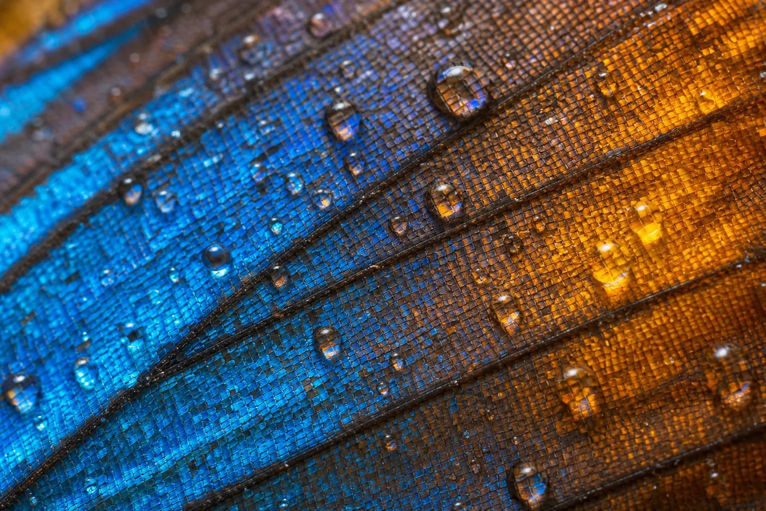Macro butterfly wing with dew
