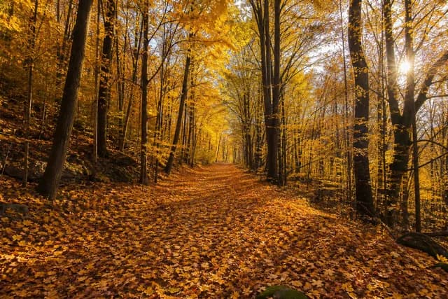Realistic style — an autumn forest path covered with golden fallen leaves